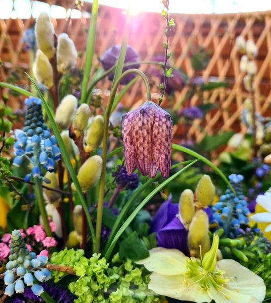 Detailaufnahme einer bunten Blumenarrangement mit einer lila Schachbrettblume und verschiedenen Fr&uuml;hlingsblumen im Hintergrund.